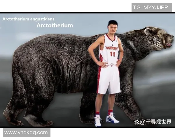 熊变成姚明的奇幻之旅从森林到篮球场的蜕变与成长